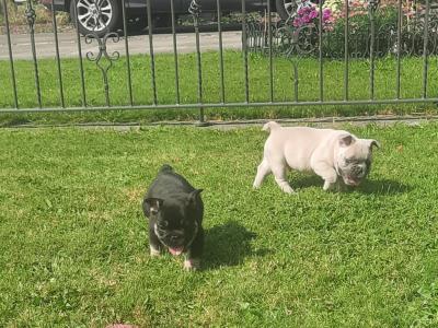 French Bulldogs