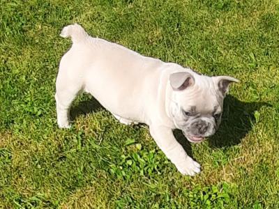 French Bulldogs