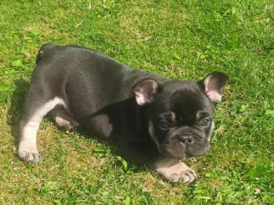 French Bulldogs