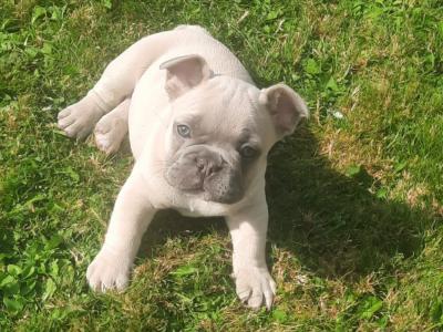 French Bulldogs