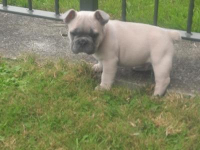 French Bulldogs