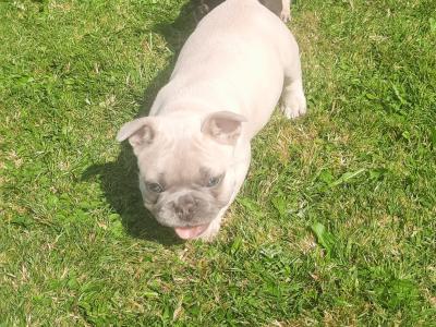 French Bulldogs