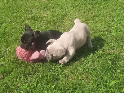 French Bulldogs