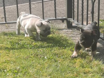 French Bulldogs