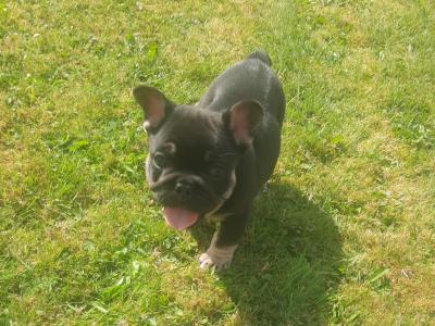 French Bulldogs