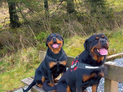 German Rottweiler Puppies