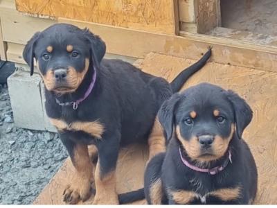 German Rottweiler puppies in Cork