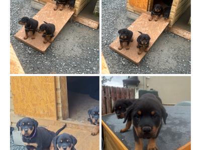 German Rottweiler Puppies