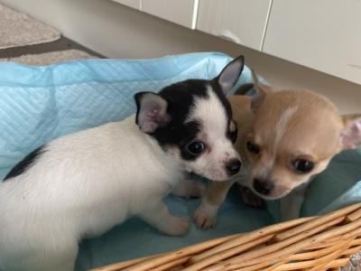 2 beautiful purebred Chihuahua puppies in Galway ready for new homes
