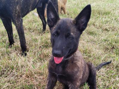 IKC Registered Dutch Shepherds puppies; Champion Pedigree; Purebred; Kennel Club Registered
