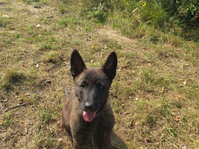IKC Registered Dutch Shepherds puppies; Champion Pedigree; Purebred; Kennel Club Registered