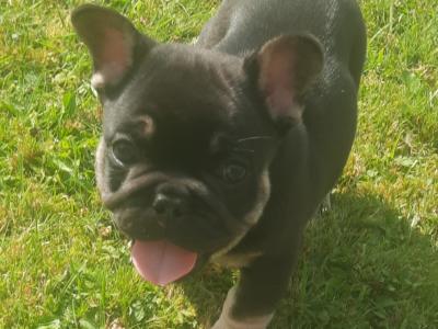 French Bulldogs
