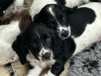 Springer Spaniel puppies in Cork
