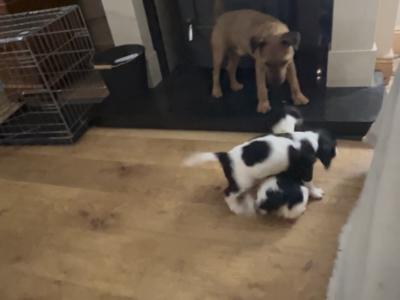 Springer Spaniel puppies in Cork