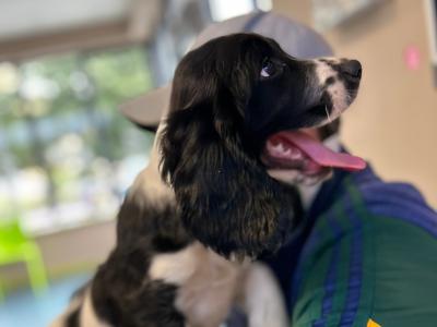 Springer Spaniel puppies in Cork