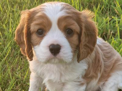IKC Registered Cavalier King Charles puppies in Wexford