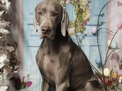 Exceptional pedigree Weimaraner stud