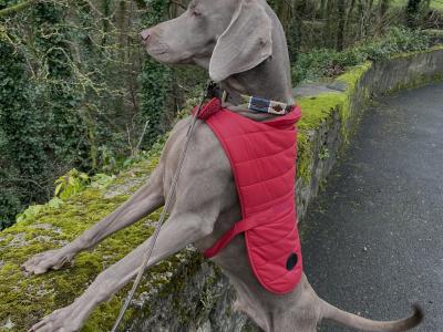 Exceptional pedigree Weimaraner stud