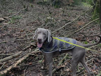 Exceptional pedigree Weimaraner stud