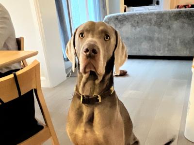 Exceptional pedigree Weimaraner stud
