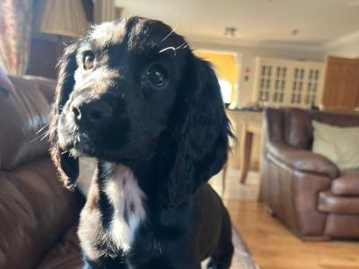 Female Cocker Spaniel puppy in Wicklow