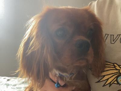 Beautiful IKC Registered male Cavalier King Charles puppy 12 months old in Limerick