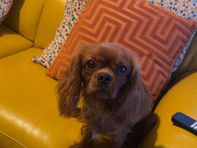 Beautiful IKC Registered male Cavalier King Charles puppy 12 months old in Limerick