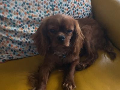 Beautiful IKC Registered male Cavalier King Charles puppy 12 months old in Limerick