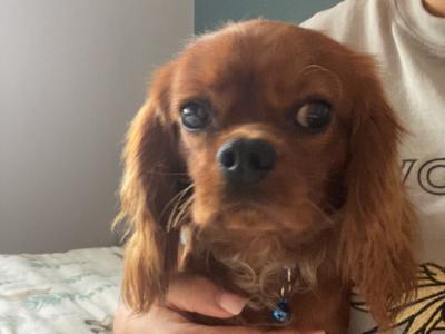 Beautiful IKC Registered male Cavalier King Charles puppy 12 months old in Limerick