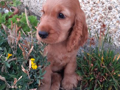 Cocker Spaniel puppies