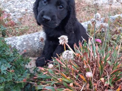 Cocker Spaniel puppies