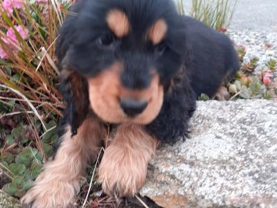 Cocker Spaniel puppies