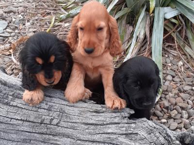 Cocker Spaniel puppies