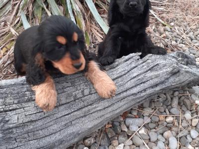 Cocker Spaniel puppies