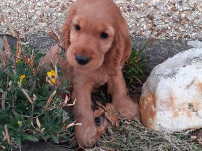 Cocker Spaniel puppies