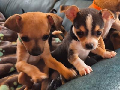 Lovely Tea Cup Chihuahua puppies in Kildare