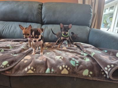 Lovely Tea Cup Chihuahua puppies in Kildare