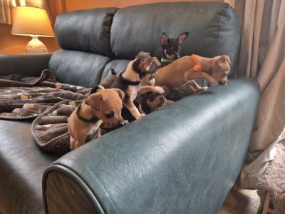 Lovely Tea Cup Chihuahua puppies in Kildare