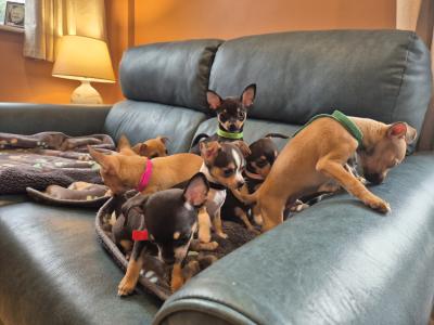 Lovely Tea Cup Chihuahua puppies in Kildare