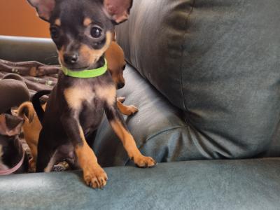 Lovely Tea Cup Chihuahua puppies in Kildare