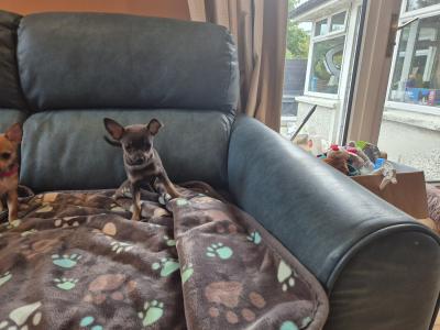 Lovely Tea Cup Chihuahua puppies in Kildare