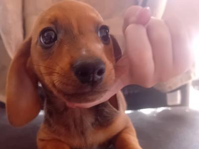 Dachshund puppies in Waterford