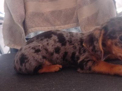 Dachshund puppies in Waterford