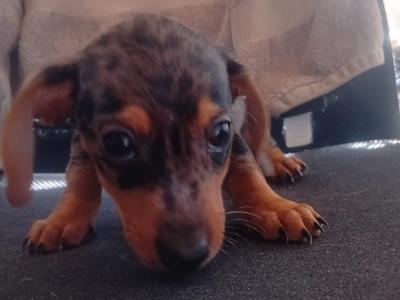 Dachshund puppies in Waterford