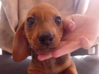 Dachshund puppies in Waterford