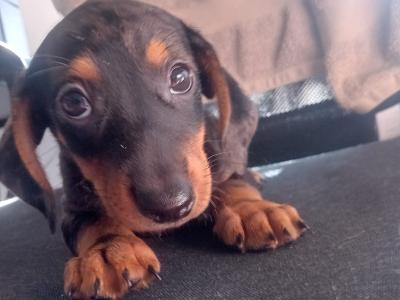 Dachshund puppies in Waterford