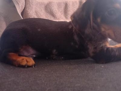 Dachshund puppies in Waterford