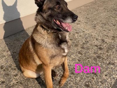 Belgian Malinois puppies for sale in Tipperary