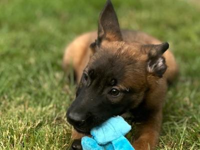 Belgian Malinois puppies for sale in Tipperary