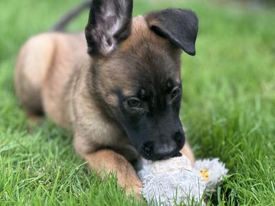 Belgian Malinois puppies for sale in Tipperary